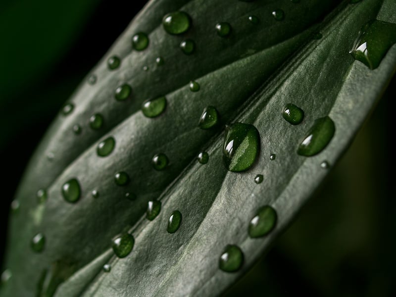 Custom Plant Structures