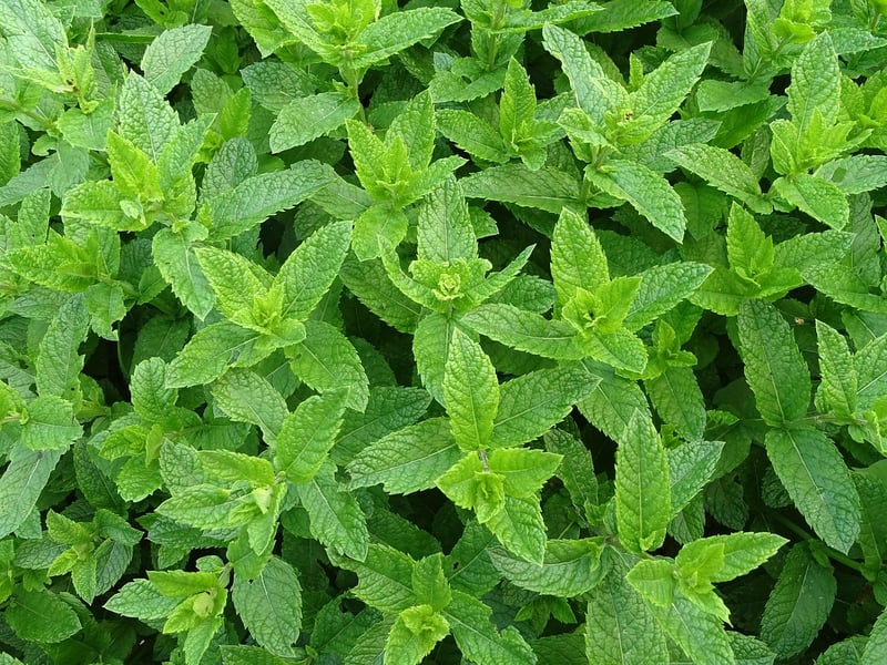 Mint plant in a vertical garden