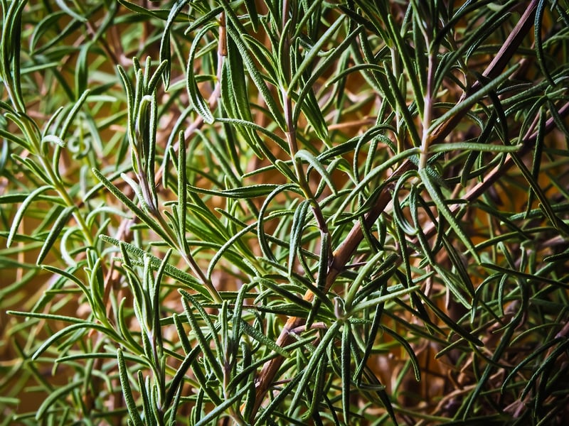 Rosemary plant on a wall
